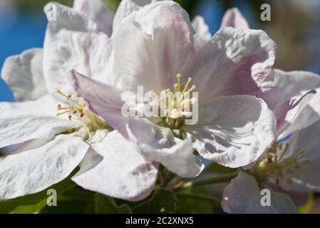 Primavera blosson su un albero di mele Granny smith Foto Stock
