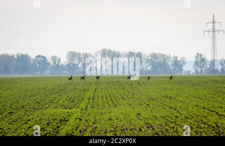 un campo già verde sprint in caduta sopra i vari cervi Foto Stock