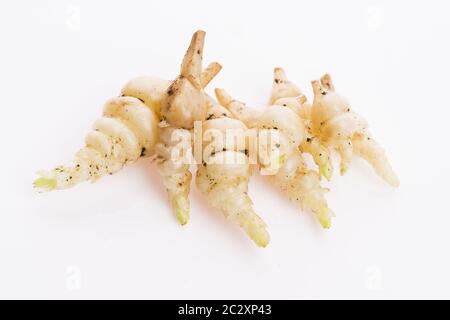 Giapponese Stachys crosne affinis tuberi rizoma root closeup vegetale Foto Stock