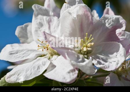 Primavera blosson su un albero di mele Granny smith Foto Stock