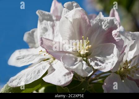 Primavera blosson su un albero di mele Granny smith Foto Stock