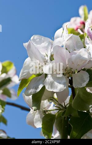 Primavera blosson su un albero di mele Granny smith Foto Stock