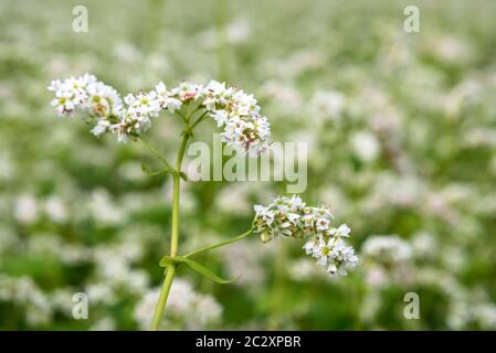 Bella fiori bianchi delicati di grano saraceno (fagopyrum esculentum) primo piano sullo sfondo del campo di grano saraceno Foto Stock