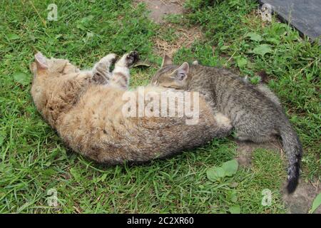 Gattino grigio succhiare latte da gatto madre che si stenderà su erba verde. Gattino succhiando latte Foto Stock