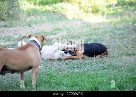 Cani giocando in natura il mattino Foto Stock