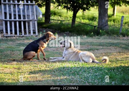 Cani giocando in natura il mattino Foto Stock