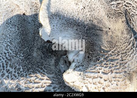 Funghi Dappellanti (probabilmente Lepiota felina), Idaho Foto Stock