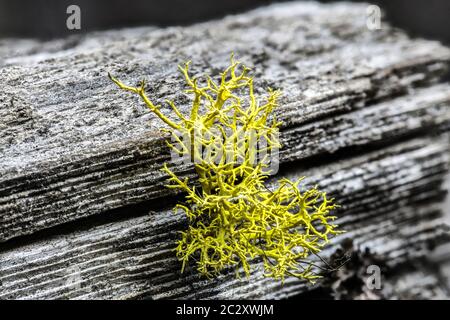 Lupo lichen (Letharia vulpina) Foto Stock