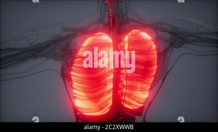 Polmoni umani esame radiologico Foto Stock