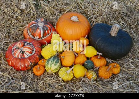 Grande pila di caduta di zucche, zucche e zucche ornamentali in ringraziamento su un letto di paglia Foto Stock