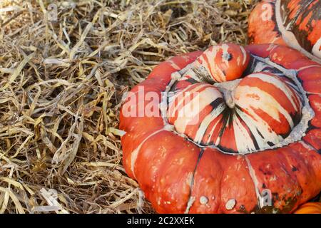 Close-up di caduta turchi turbante zucca in profondità con un cappuccio arancione e bianco striato center su paglia morbida - Spazio di copia Foto Stock