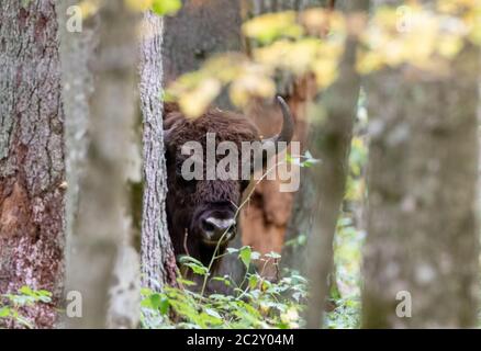 Libera compreso il bisonte europeo bull nella foresta autunnale, foresta di Bialowieza, Polonia, Europa Foto Stock