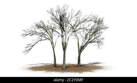 Diversi alberi di olmo americani in inverno su una zona di sabbia Foto Stock