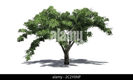 Singolo albero americano di Elm con ombra sul pavimento Foto Stock