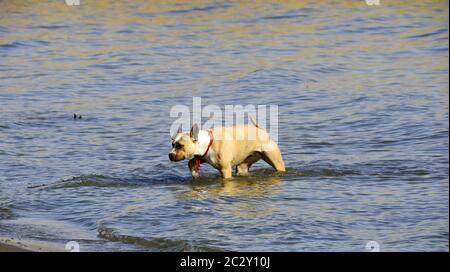 amstaff razza cane sull'acqua, immagine Foto Stock