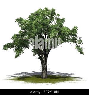 American Elm Tree su un'area verde Foto Stock