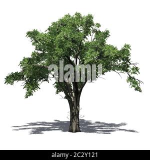 L'albero di Elm americano con l'ombra sul pavimento Foto Stock