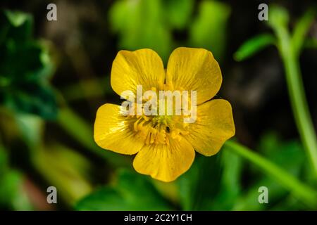 Primo piano fiore di coppa di fiori di prato (Ranunculus acris) Foto Stock