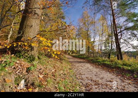 Autunno nella natura Reservat Senne, Oerlinghausen, Eastwestphalia-Lippe, Nord Reno-Westfalia, Germania, Europa occidentale Foto Stock