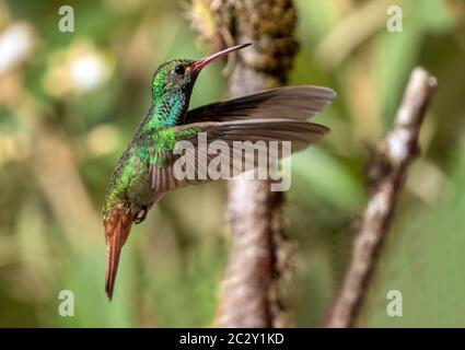Closeup di Hummingbird (Amazilia tzacatl) in volo a Panama.This uccello ha una vasta gamma dal Messico al Perù Foto Stock