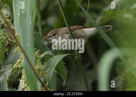 Blyth`s Reed Warbler che si scuola attraverso la sottobosco. Foto Stock