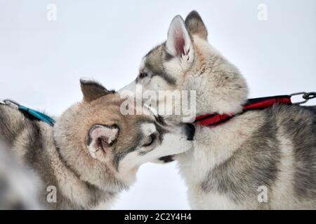 Cani Husky che giocano nella neve. Divertenti cani da slitta siberiana Husky giochi invernali con corteccia e morsi. Comportamento aggressivo degli animali domestici Foto Stock