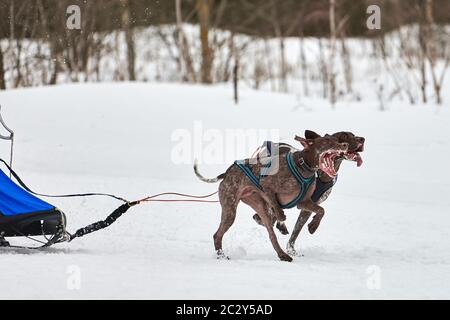 Inverno slitta corsa cane. Gara di squadra di slitta sportiva per cani. I cani puntatore tirano la slitta con il musher. Attivo su strada di fondo nevosa Foto Stock