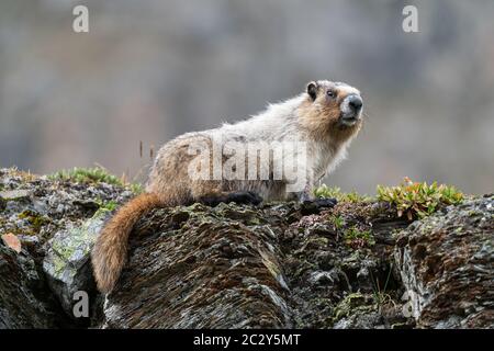 Annoso marmotta (Marmota caligata), il Parco Nazionale di Banff, Alberta, Canada Foto Stock