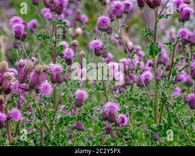 Un gruppo di thistle in crescere selvaggio in campi e prati vicino a Malham, Yorkshire Dales National Park, Regno Unito Foto Stock