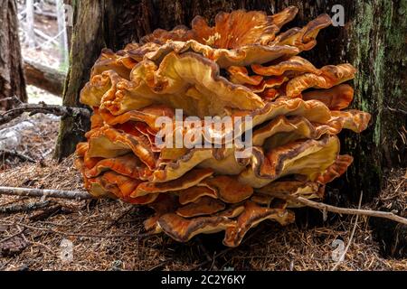 Pollo di bosco (Letiporus spec, probabile L. cincinnatus o L. conifericola) Foto Stock