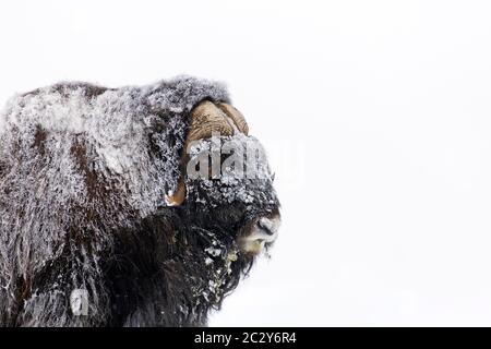 Muskox bull (Ovibos moschatus) primo piano ritratto di uomo coperto di neve sulla tundra in inverno, Dovrefjell–Sunndalsfjella National Park, Norvegia Foto Stock