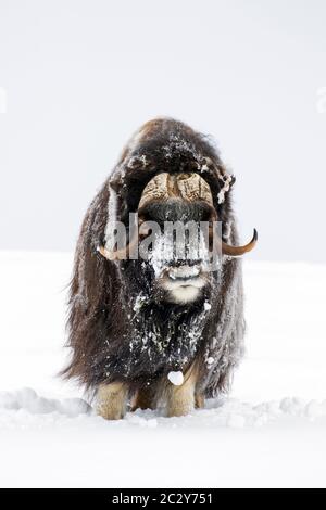 Muskox bull (Ovibos moschatus) ritratto di uomo coperto di neve sulla tundra in inverno, Dovrefjell–Sunndalsfjella National Park, Norvegia Foto Stock