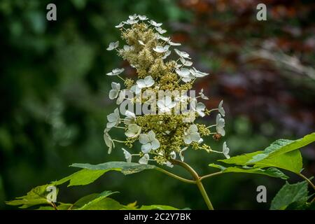 Idrangea bianca a foglia di avena fiorente con piccoli gruppi di fiori su una testa di fiore con chiocciole in fiore nei boschi in estate Foto Stock