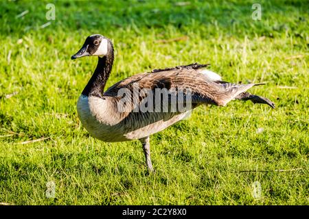 Attività delle oche in primavera Foto Stock