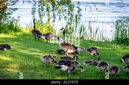Attività delle oche in primavera Foto Stock