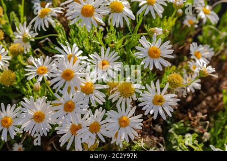 Teide marguerite (Argyranthemum tenerifae), fiorente nel parco nazionale Cañadas del Teide, Tenerife, Isole Canarie, Spagna Foto Stock