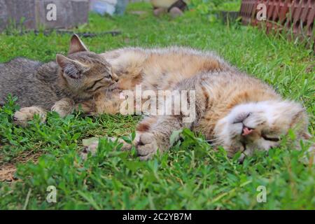 Gattino grigio succhiare latte da gatto madre che si stenderà su erba verde. Gattino succhiando latte Foto Stock