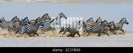 Burchells zebre (Equus quagga burchellii) che corre nel fiume, Ngorongoro conservazione Area, Tanzania, Africa Foto Stock