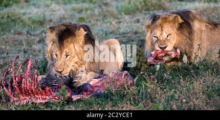 Due leoni (Panthera leo) che si nutrono della carcassa, Area di conservazione di Ngorongoro, Tanzania, Africa Foto Stock