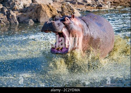 Ippopotamo comune (ippopotamo anfibio) che si spriglionano nel fiume, Parco Nazionale Serengeti, Tanzania, Africa Foto Stock