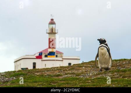 Pinguino Magellanico (Spenisco magellanicus) contro il faro di Punta Delgada, stretto di Magellano, Cile, Sud America Foto Stock