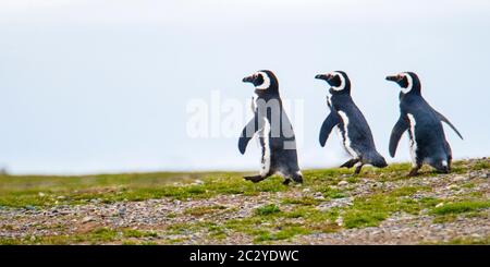 Pinguini magellanici (Sfeniscus magellanicus) in uno scenario arido, Patagonia, Cile, Sud America
