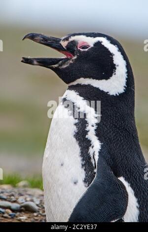 Pinguino Magellanico (Speniscus magellanicus) vista profilo, Patagonia, Cile, Sud America Foto Stock