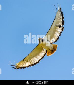 Buzzard di augur (Buteo augur) contro il cielo blu, Cratere di Ngorongoro, Tanzania, Africa Foto Stock