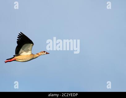 Nilgans Alopochen aegyptiaca in volo Foto Stock