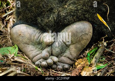 Montagna gorilla piedi (Gorilla beringei beringei), Ruanda, Africa Foto Stock