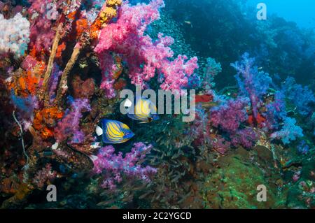 Pesce angelo con anellino blu [Pomacanthus annularis] che nuota sopra la barriera corallina con coralli molli [Dendronephthya sp.]. Mare delle Andamane, Thailandia. Foto Stock