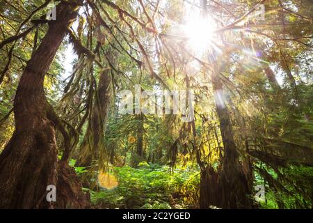 Favolosa foresta pluviale in Nord America, Washington, USA. Alberi ricoperti di spesso strato di muschio. Foto Stock