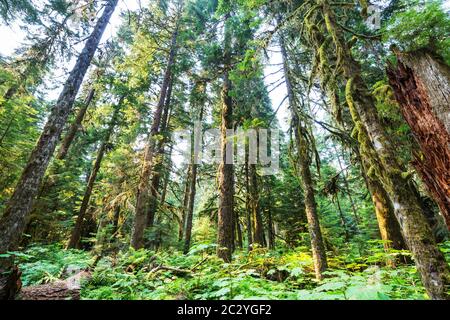 Favolosa foresta pluviale in Nord America, Washington, USA. Alberi ricoperti di spesso strato di muschio. Foto Stock