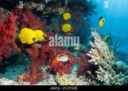 Pesce farfalla d'oro [Chaetodon semilarvatus] che nuotano accanto ai coralli molli [Dendronephthya sp.]. Egitto, Mar Rosso. Foto Stock